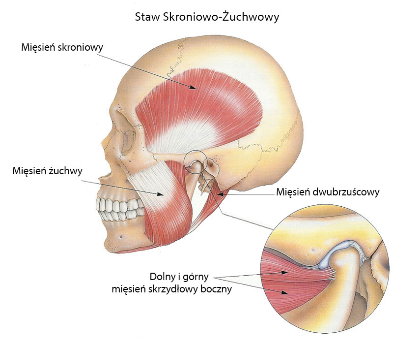 Ortodonta Staszów​ - Świętokrzyskie Staw skroniowo-żuchwowy
